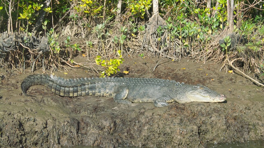 20160824 080533 Croc